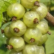 Саженец Смородина Золото Инков в контейнере